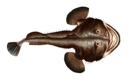 Fish, Fische, Lophius piscatorius, Der Seeteufel, The Sea Devil, Historical, digitally restored