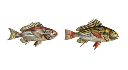 Fish, fishes, left: Genus of the hussar fish, Holocentrus bengalensis, the Bengal Sogo. right: