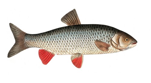 Fish, Fish, genus of carp fish, Cyprinus idus, the cooling fish, Historical, digitally restored