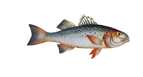 Fish, Fish, Genus of the family of Umberfishes, Sciaena punctata, Morone punctata, punctulated