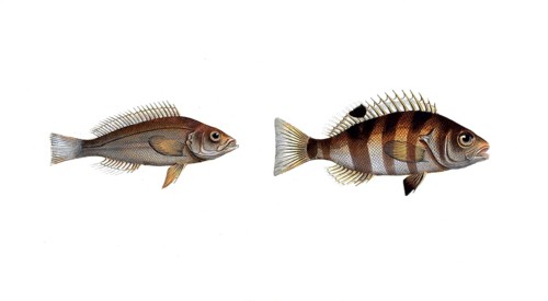 Fish, Fish, Genus of Hussar Fish, Holocentrus argentinus, Hussar Fish, Silver Sogo, Silver