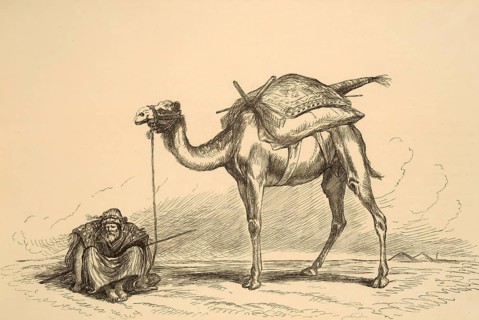 Camels and camel riders on the Nile, at rest, Alevandria, Egypt, Historical, digitally restored