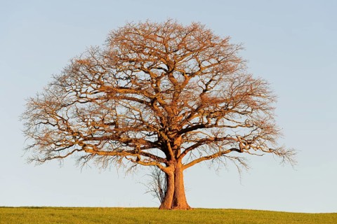 Oak (Quercus), bare gnarled solitary tree in the light of the morning sun, blue sky, North
