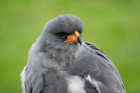 Pale chanting goshawk (Melierax canorus) adult bird of prey head portrait, England, United Kingdom