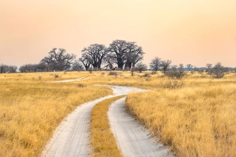 Road, track between yellow dry grass leading to baobabs, Baine's Baobabs, at sunset, Nxai Pan
