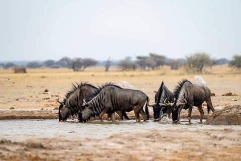 Blue wildebeest (Connochaetes taurinus), four wildebeest drinking at a waterhole, Nxai Pan National