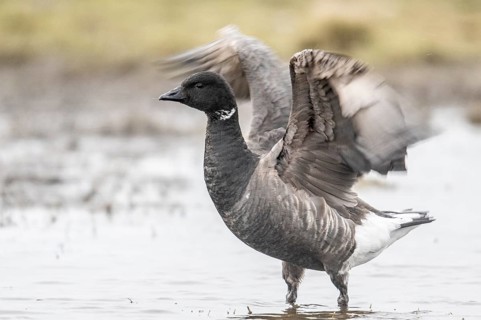 Brent goose (Branta bernicla), Amrum, Schleswig-Holstein, Germany, Europe