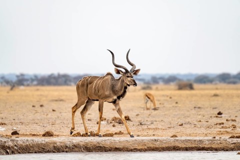 Greater kudu (Tragelaphus strepsiceros), adult male at the waterhole, Nxai Pan National Park,