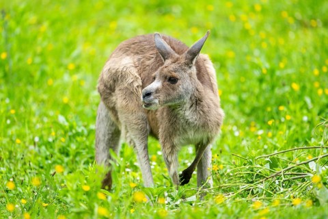 Eastern grey kangaroo (Macropus giganteus) on a meadow, Bavaria, Germany, Europe