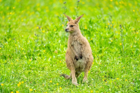 Eastern grey kangaroo (Macropus giganteus) on a meadow, Bavaria, Germany, Europe