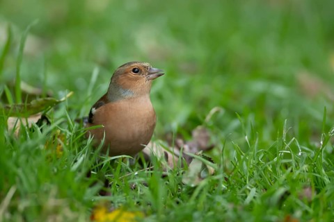 Eurasian chaffinch (Fringilla coelebs) adult male bird on a garden grass lawn, England, United