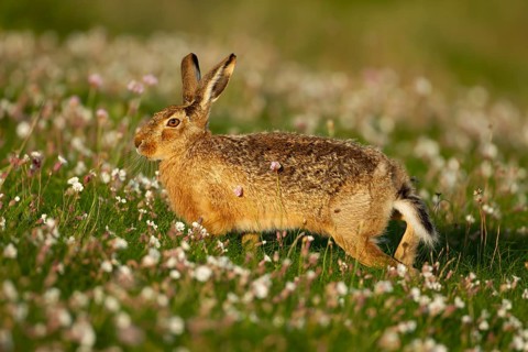 European brown hare (Lepus europaeus) adult animal in grassland amongst Sea campion wild flowers in