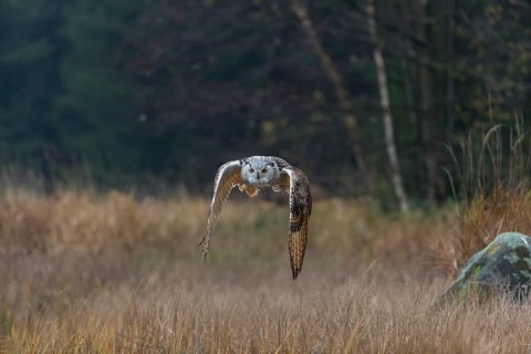 One Siberian Eagle Owl (Bubo bubo sibiricus) flying over tall reed grass lakeshore on an autumnal