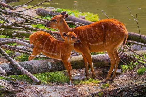 A female adult Congo sitatunga or forest sitatunga, Tragelaphus specii gratus stands with her calf