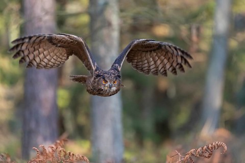 One Eurasian Eagle Owl, Bubo bubo, flying thru a forest with ferns on the ground