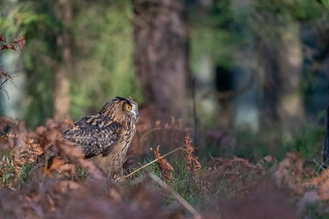 One Eurasian Eagle Owl, Bubo bubo, sitting on a forest floor between autumnal ferns