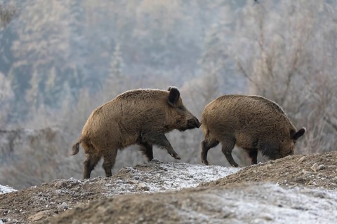 Wild boar or wild pig (Sus scrofa), walking on frosted ground