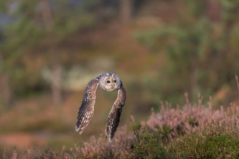 One tawny owl or brown owl (Strix aluco) flying over heather near a forest. Forest in the
