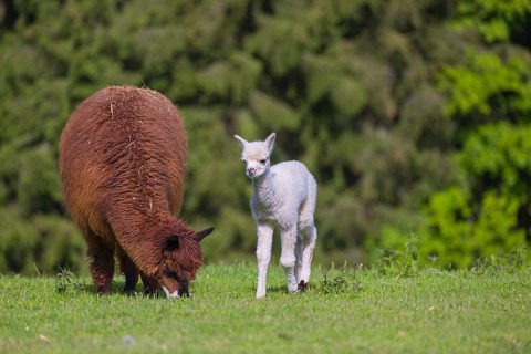 One brown female Alpaca (Vicugna pacos) stands with her young on a fresh green meadow . A green