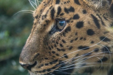 One Amur leopard (Panthera pardus orientalis) walking through green vegetation