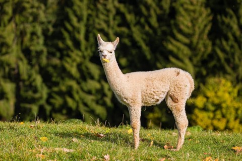 One young white Alpaca (Vicugna pacos) stands on a green meadow . A forest is in the distant
