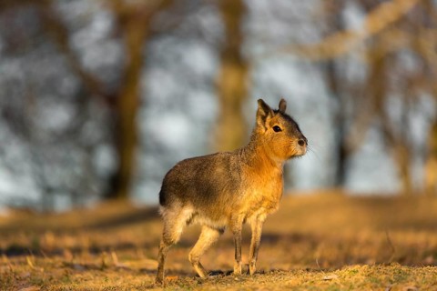 One Patagonian mara (Dolichotis patagonum) walks over a dry meadow in early morning light