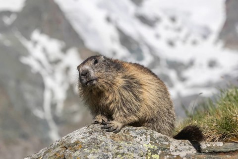 One adult Alpine Marmot, Marmota marmota, sitting on a rock. Mountains in the distant background.