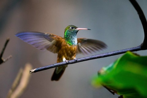 Buff-bellied Hummingbird (Amazillia yucatanensis), adult female, perched on a twig, with its wings