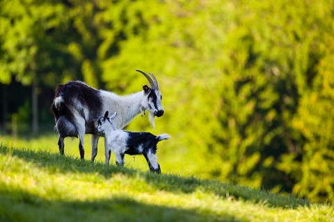 A female peacock goat (Capra aegagrus f. hircus) with her young is standing on a fresh green meadow