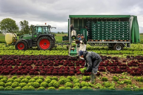 Soest, Sauerland, North Rhine-Westphalia, Germany - Vegetable cultivation, harvest helpers
