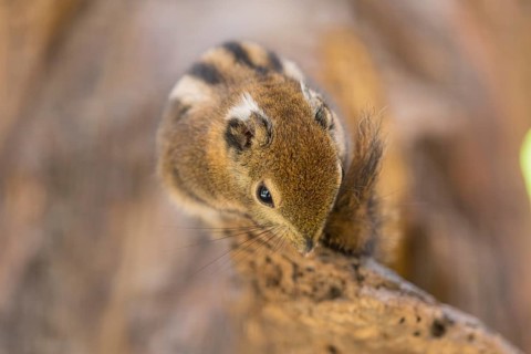 One Swinhoe's striped squirrel, Tamiops swinhoei, sitting on a branch in a forest