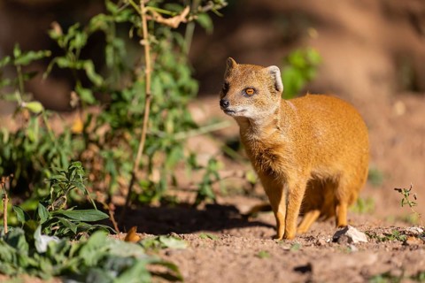 One yellow mongoose, Cynictis penicillata, or red meerkat walking over sandy terrain