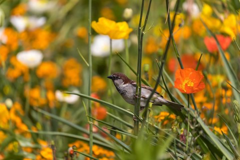One male house sparrow (Passer domesticus) collecting insects in a flowering field of poppy