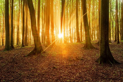 The setting sun shines brightly through a near-natural beech forest (Fagus sp.), Stubnitz forest