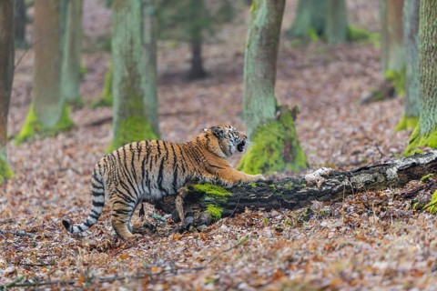 One young female Siberian Tiger, Panthera tigris altaica, sharpening its claws on a dead tree trunk