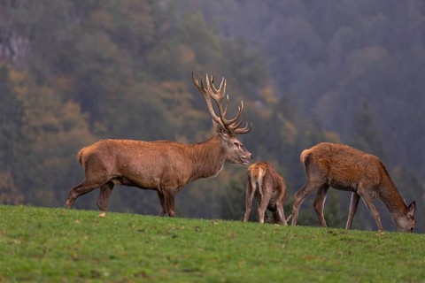 One Red Deer stag (Cervus elaphus) at the rutting season, walking and calling on a green meadow.