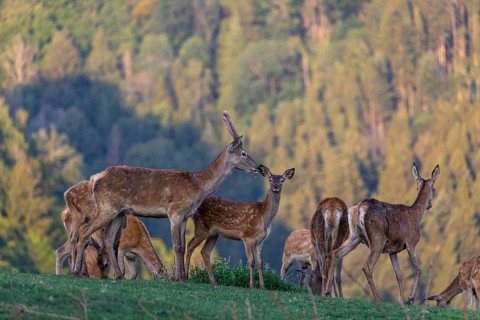 A herd of red deer (Cervus elaphus) standing on a meadow, with a forest in the distant background