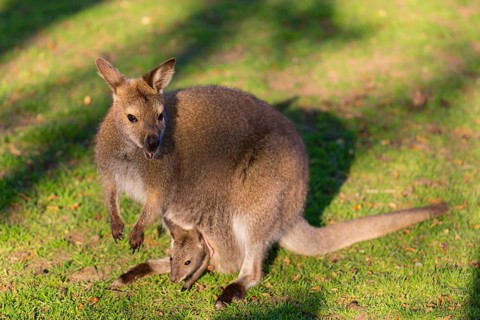 Red-necked wallaby or Bennett's wallaby (Macropus rufogriseus) with cub in her pouch, sits on a