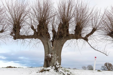 Trellised Tilia × europaea (Tilia) on the Festonallee at Bothmer Castle in the snow, Klütz,
