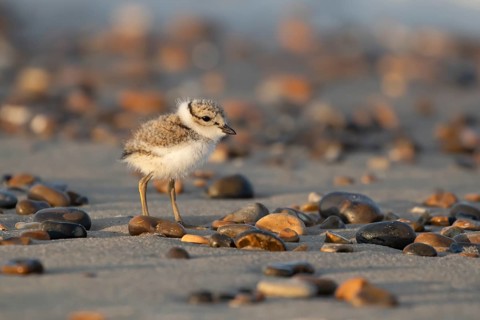 Ringed plover (Charadrius hiaticula) juvenile baby chick wading bird on a beach in summer, England,