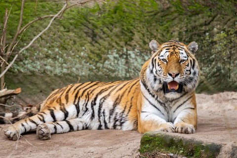 Siberian tiger (Panthera tigris tigris) lying in a forest, captive, incidence in Russia and