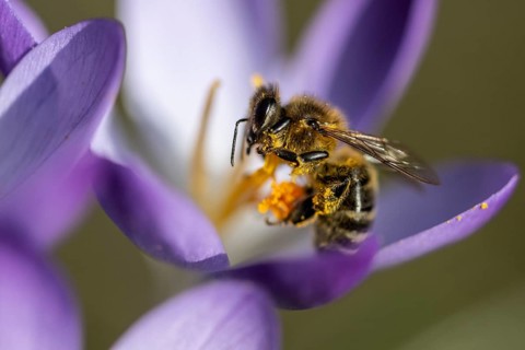 Elfin crocus (Crocus tommasinianus) with honey bee (Apis mellifera), Emsland, Lower Saxony,