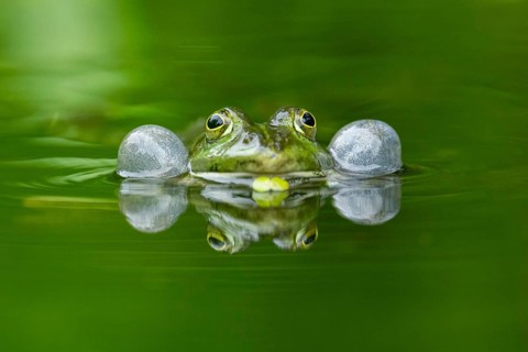 Edible frog (Pelophylax esculentus) in a little lake in the water, Bavaria, Germany, Europe