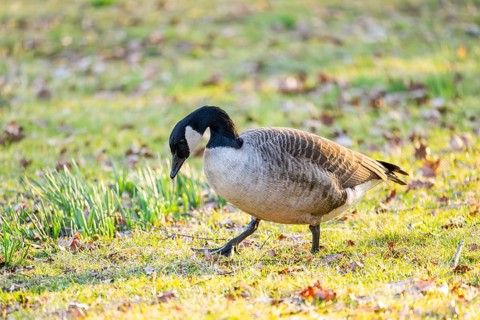 Canada goose (Branta canadensis) walking on a meadow in spring, Franconia, Bavaria, Germany, Europe