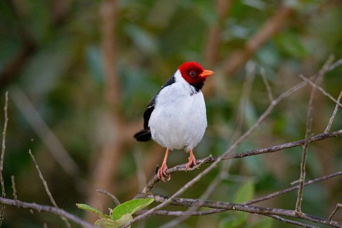Mantled cardinal (Paroaria capitata) Pantanal Brazil