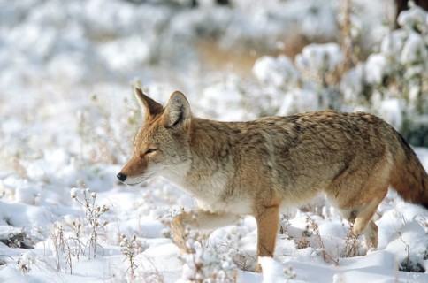 Coyote. Canis latrans. Coyote standing on a snow-covered meadow and watching. Rocky Mountains
