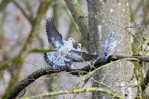 Stock Dove (Columba oenas) Germany