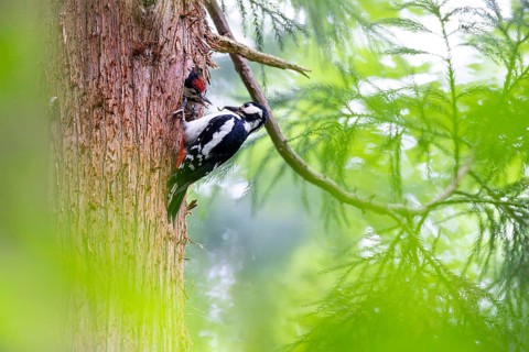Great spotted woodpecker (Dendrocopos major), female feeds almost fledged young bird in the