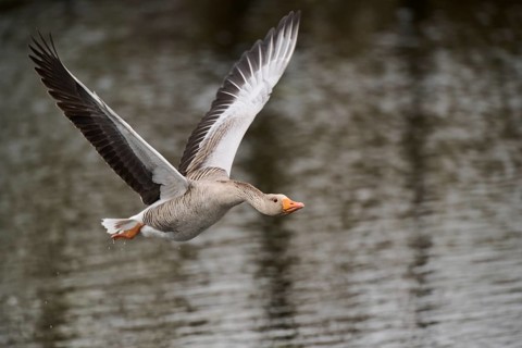 Graylag goose (Anser anser) strats flying from the water, Düne, Helgoland, Schleswig-Holstein,