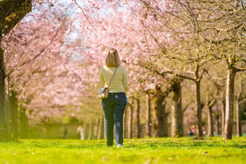 Person walks through avenue of flowering cherry trees lined with pink and greenery, Cherry Blossom